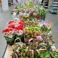 Открытие супермаркета на Одинцова, 65