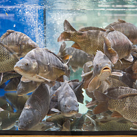 Новый супермаркет в Боровлянах