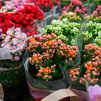 Открытие супермаркета на Одинцова, 65